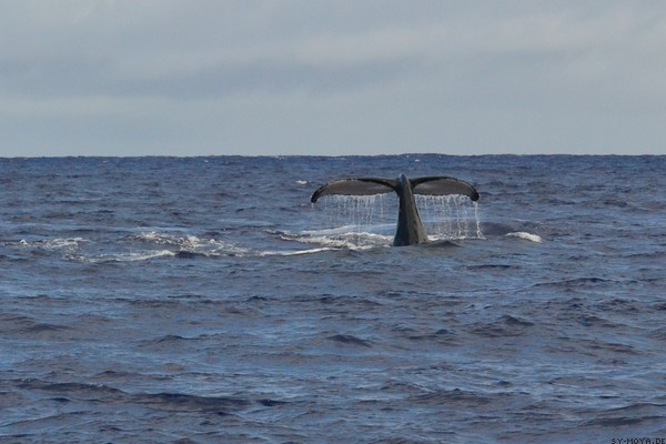 Bild: Buckelwal in Tonga