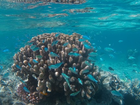 Bild: Snorkeling a boomie at Fena Kon Tiki