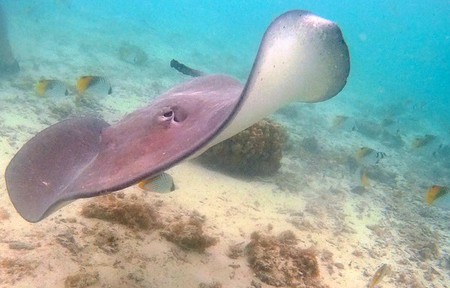 Bild: Sting Ray at Toopua