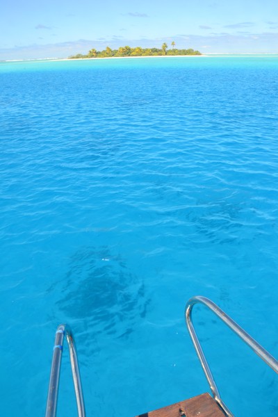 Bild: Coral head in the lagoon of Tahanea