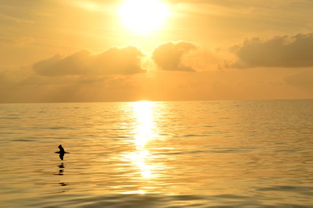Bild: Pacific