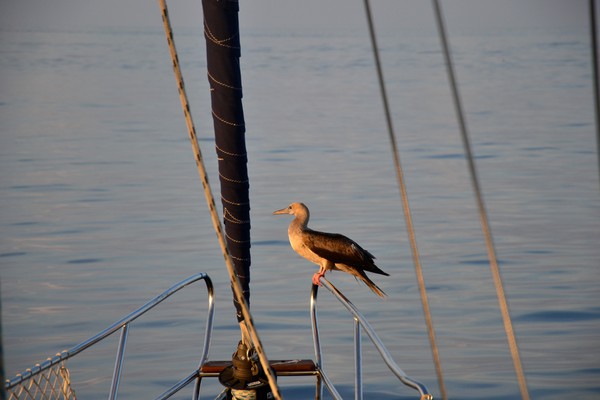 Bild: Bird